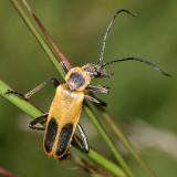Soldier Beetles - Cantharidae