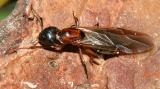 Camponotus noveboracensis