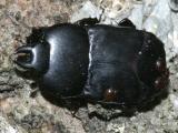Clown Beetles - Histeridae