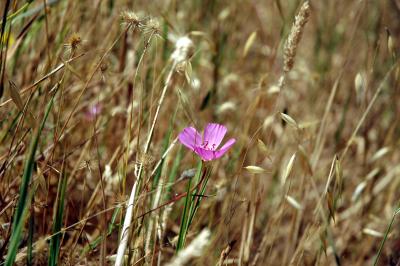 clarkia