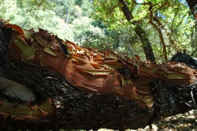 madrone