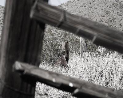 Watering hole at 35 29 27 N and 117 42 24 W (Rinaldis Well)