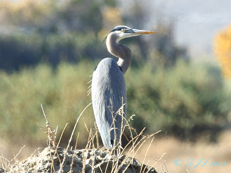 Blue Heron