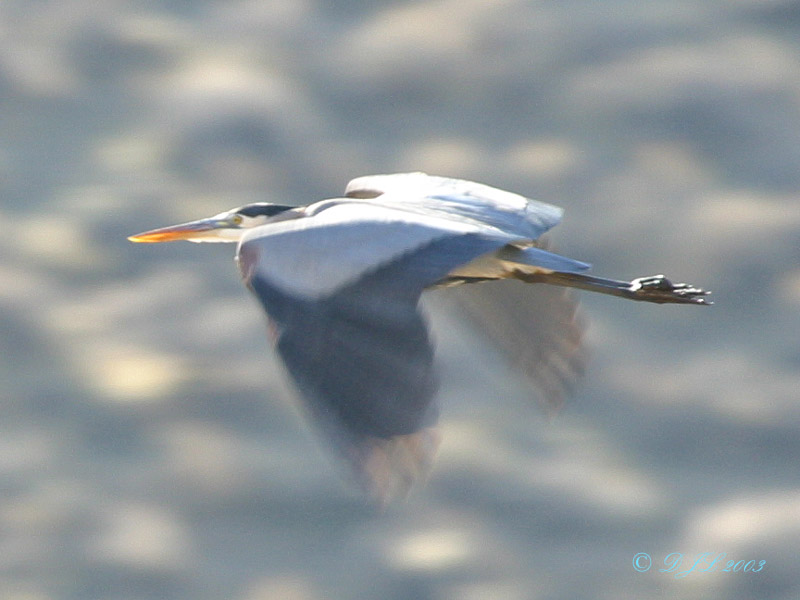 Blue Heron