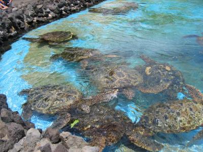 Sea Life Park
