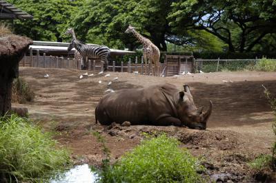 Honolulu Zoo