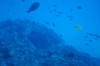150 feet under the Maui Coast