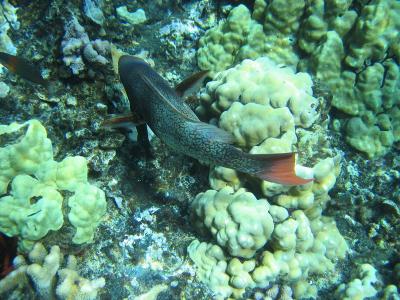Trilogy Snorkeling