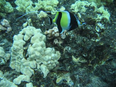 Trilogy Snorkeling