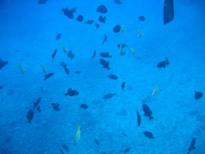 Trilogy Snorkeling