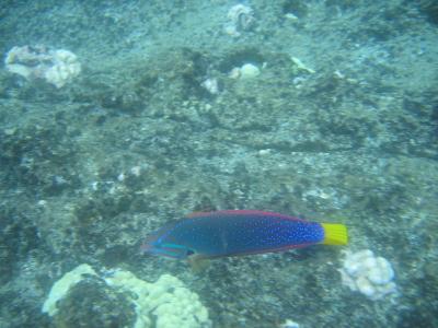 Trilogy Snorkeling