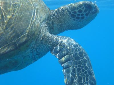 Trilogy Snorkeling