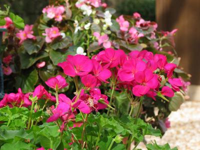 Hot Pink Geraniums