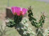 Cholla Blossom
