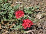 Scarlet Musk Flower (Nyctaginia capitata)