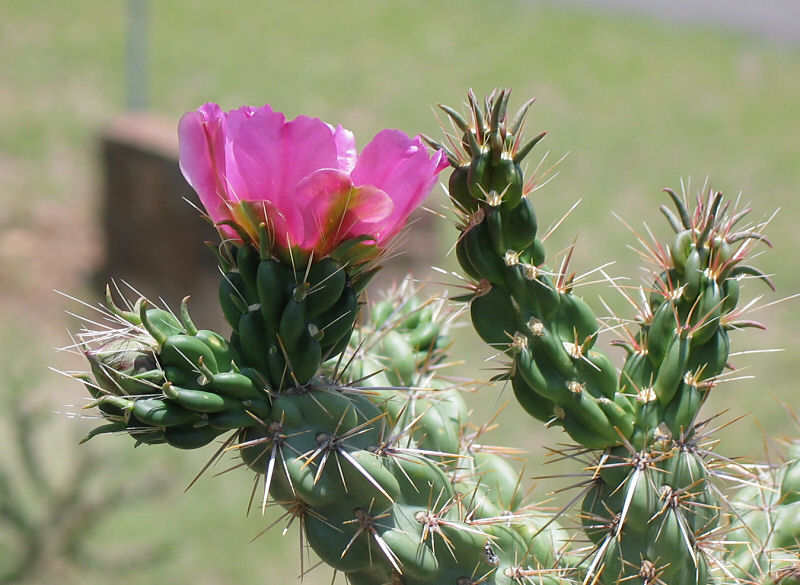 Cholla Blossom