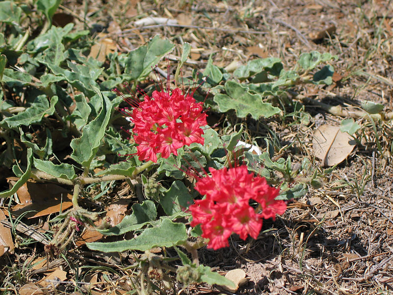 Scarlet Musk Flower (Nyctaginia capitata)