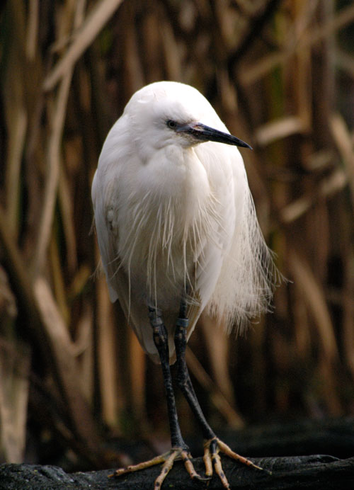 u36/trees/upload/23755933.w3098reiger.jpg