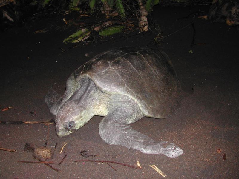 Playa-Caramonal-Turtle-Chil.jpg