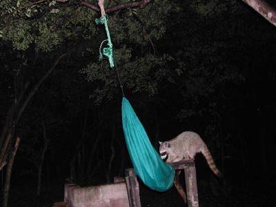 Racoon Overcomes Suspended Food