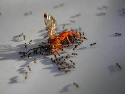 Monteverde-Ant-Feast.jpg