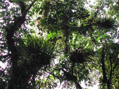 Monteverde-Epiphytes.jpg