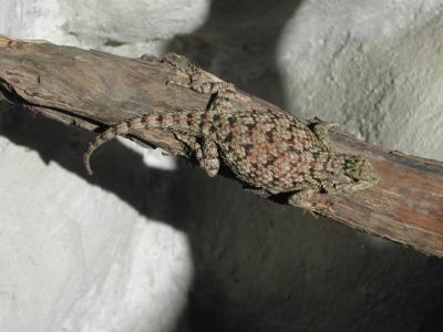 Monteverde-Lizard.jpg