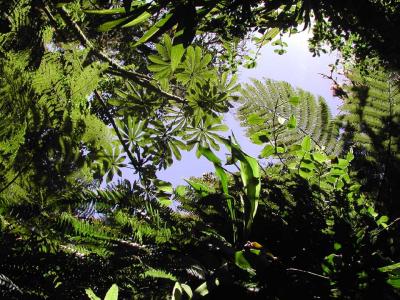 Monteverde-Magnificent-Canopy.jpg