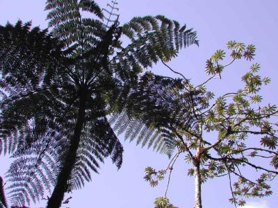 Monteverde-Palm.jpg