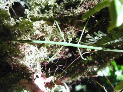 Monteverde-Stick-Bug.jpg