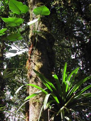 Monteverde-Tree-Cover.jpg
