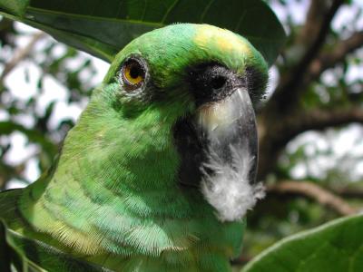Ometepe Parrot