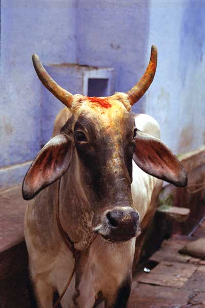 holy-cow-against-blue-wall, published by Vagabond Magazine, Hungary