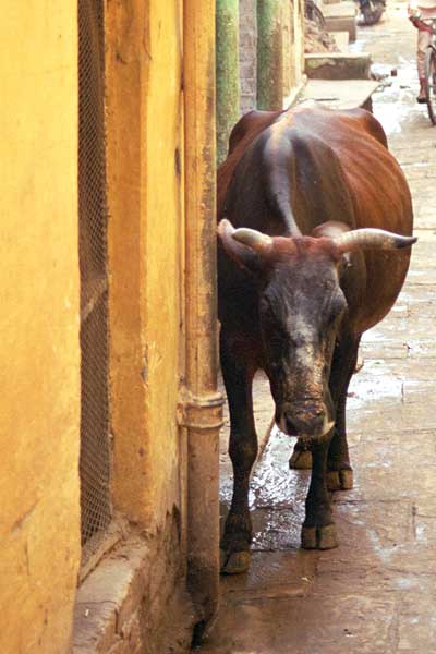 cow-and-yellow-wall