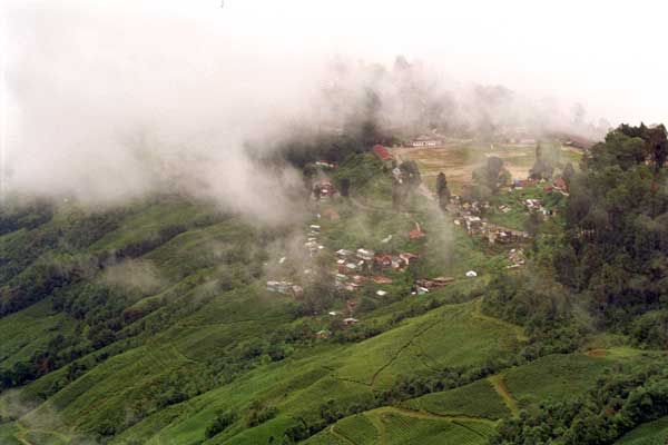 tea-fields-3.jpg