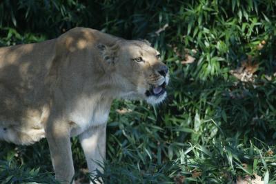 Lion National Zoo