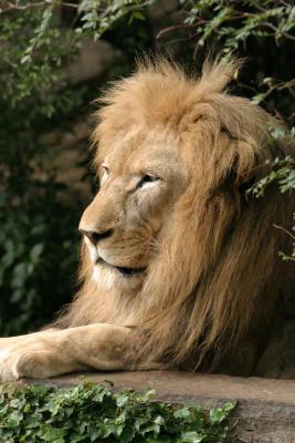 Lion Philadelphia Zoo