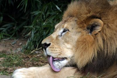 Lion National Zoo