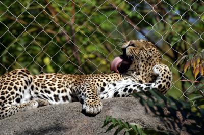 Leopard Baltimore Zoo