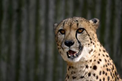 Cheetah Philadelphia Zoo