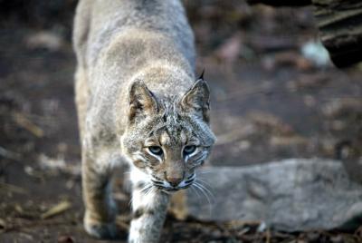 Male Bobcat- Elmwood Park Zoo