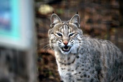 Female Bobcat -Elmwood Park Zoo