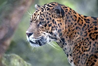 Male Jaguar- Elmwood Park Zoo