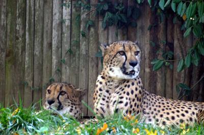 Cheetahs-Philadelphia Zoo