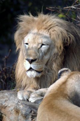 Lions - Philadelphia Zoo