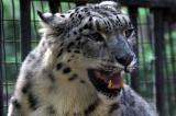 Snow Leopard Baltimore Zoo