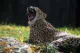 Cheetah- Philadelphia Zoo