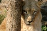 Female Lion- Philadelphia Zoo