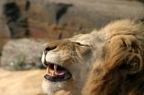 Male Lion-  Philadelphia Zoo