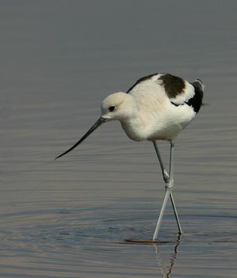 American Avocet